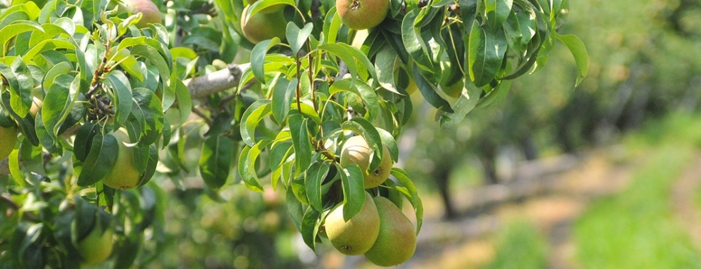 Usa Pears Usa Pears Trade Site